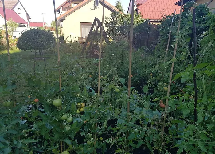 Dom Colonia * Zarnowska